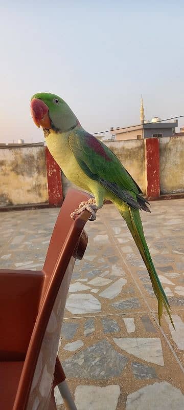 Raw Parrot For Sale 1