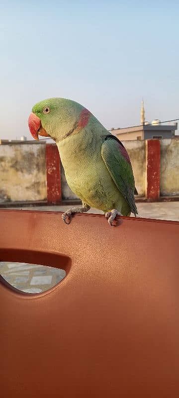 Raw Parrot For Sale 2