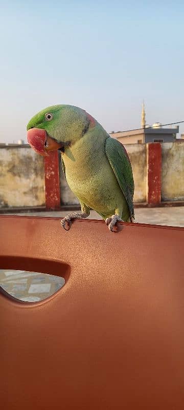 Raw Parrot For Sale 3