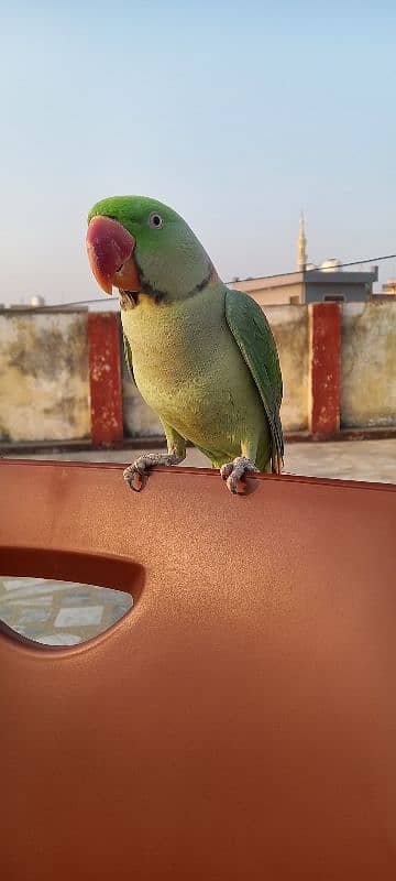 Raw Parrot For Sale 4