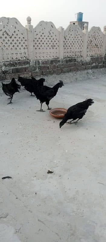 ayam cemani 4 piece 5