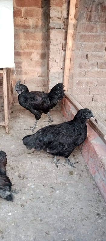 ayam cemani 4 piece 6