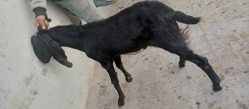 Desi mix black bakra 0