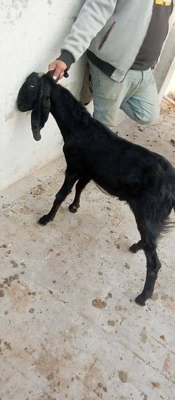 Desi mix black bakra 1