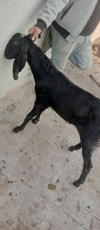 Desi mix black bakra 2