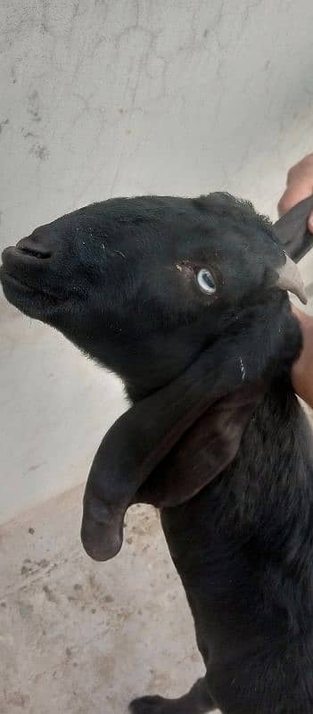 Desi mix black bakra 3