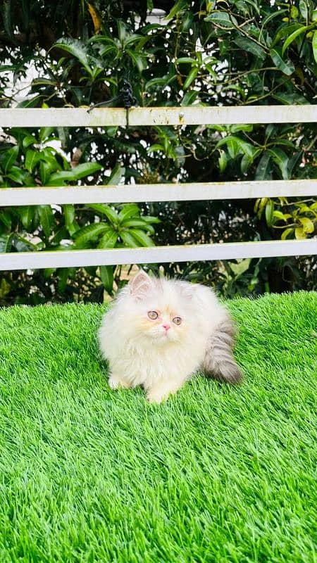 Persian kittens Available Whatsapp number 03251905001 2