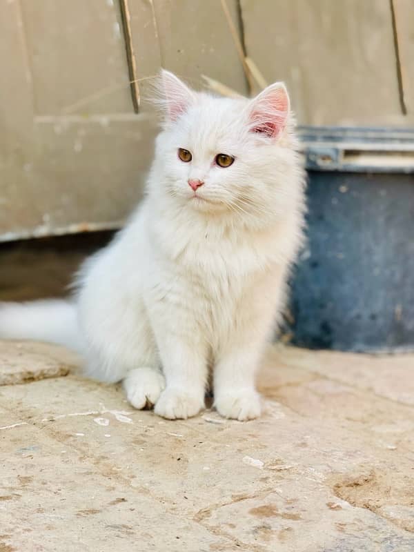 PERSIAN MALE FOR SALE 4