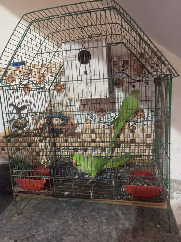 parrot with cage 0