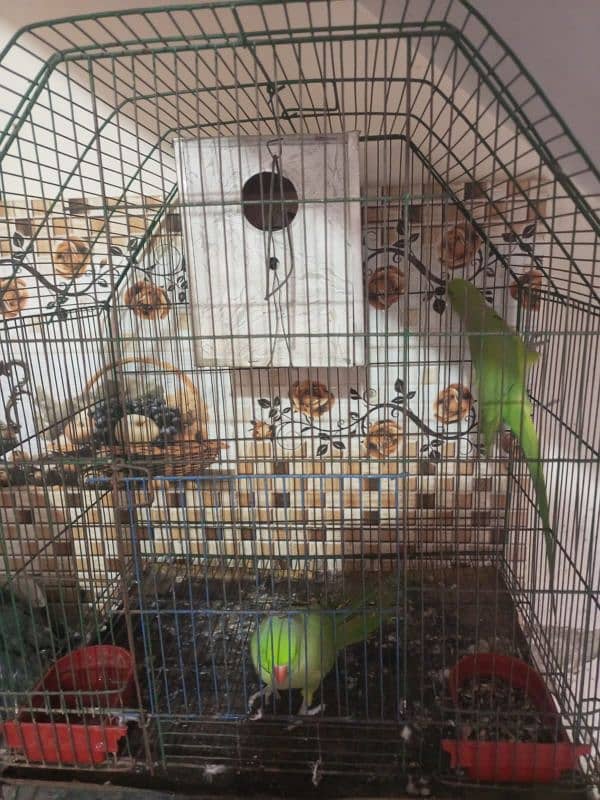 parrot with cage 1