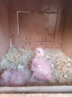 hand tame coctail common white chick for sale