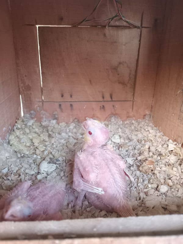 hand tame coctail common white chick for sale 1