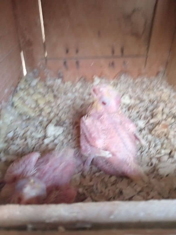 hand tame coctail common white chick for sale 2