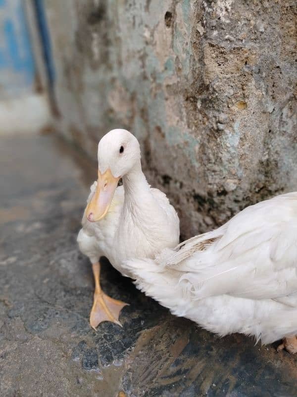 ducks pair 1