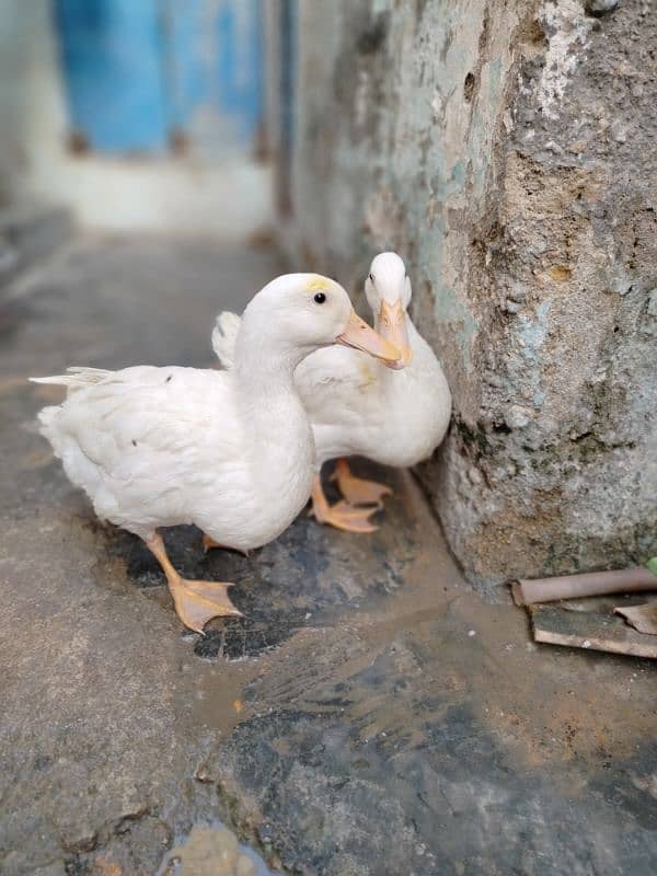 ducks pair 2