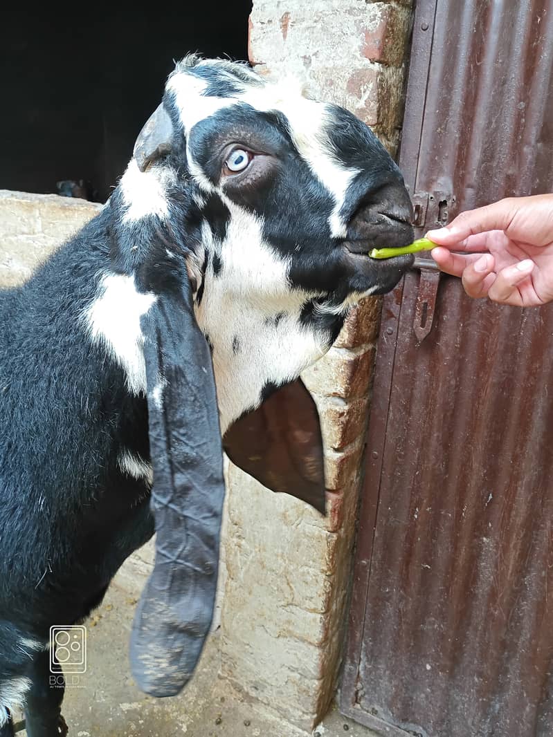 Goat/livestock for crossing 0