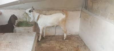 bakra