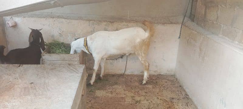 bakra for sell full naf jhalar mein 2025 k qurbani k liye 1