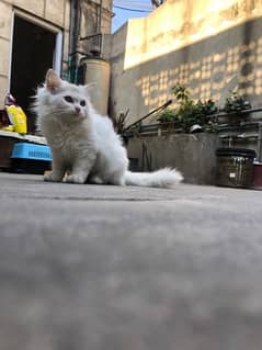 persian kitten