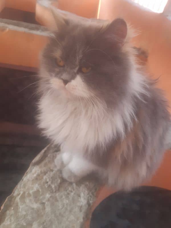 Persian cat for sell serious buyers contact me on WhatsApp 0