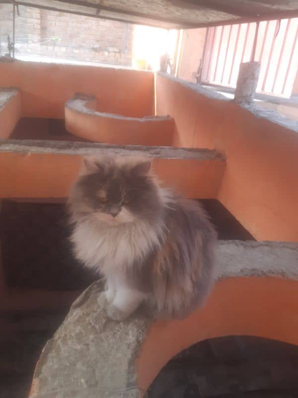 Persian cat for sell serious buyers contact me on WhatsApp 1