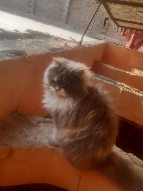 Persian cat for sell serious buyers contact me on WhatsApp 2