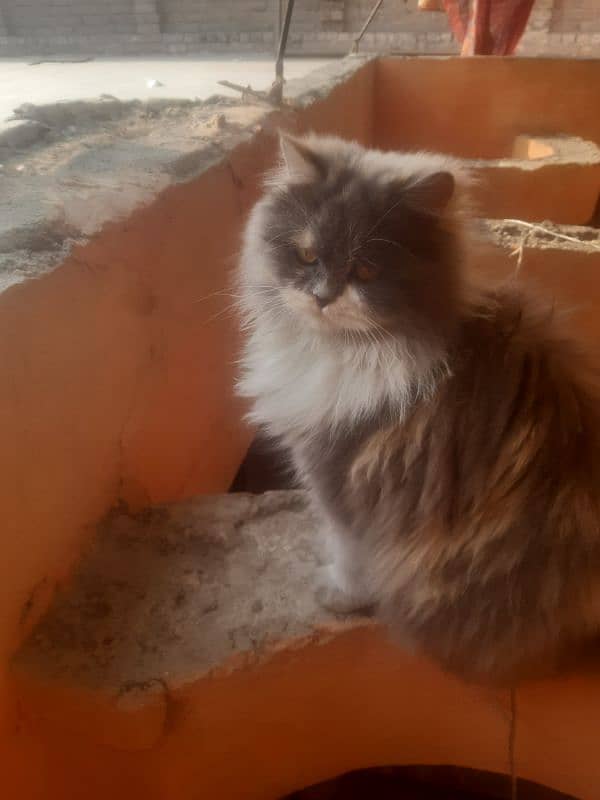 Persian cat for sell serious buyers contact me on WhatsApp 3