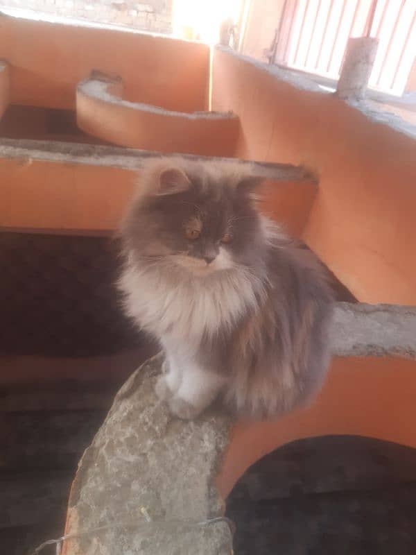 Persian cat for sell serious buyers contact me on WhatsApp 4