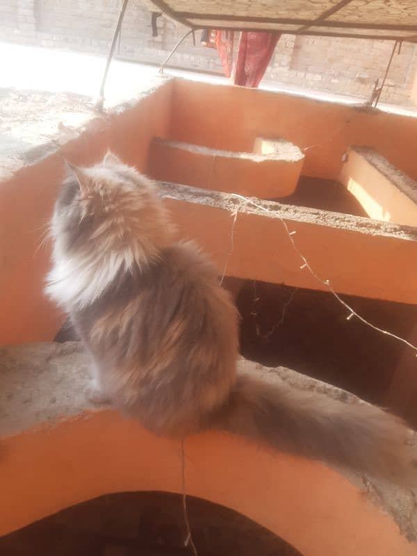 Persian cat for sell serious buyers contact me on WhatsApp 5