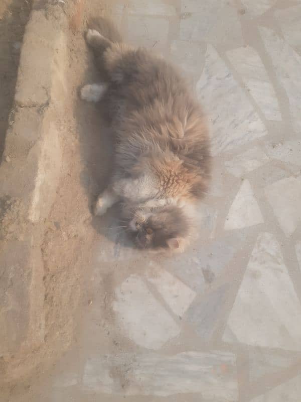 Persian cat for sell serious buyers contact me on WhatsApp 6