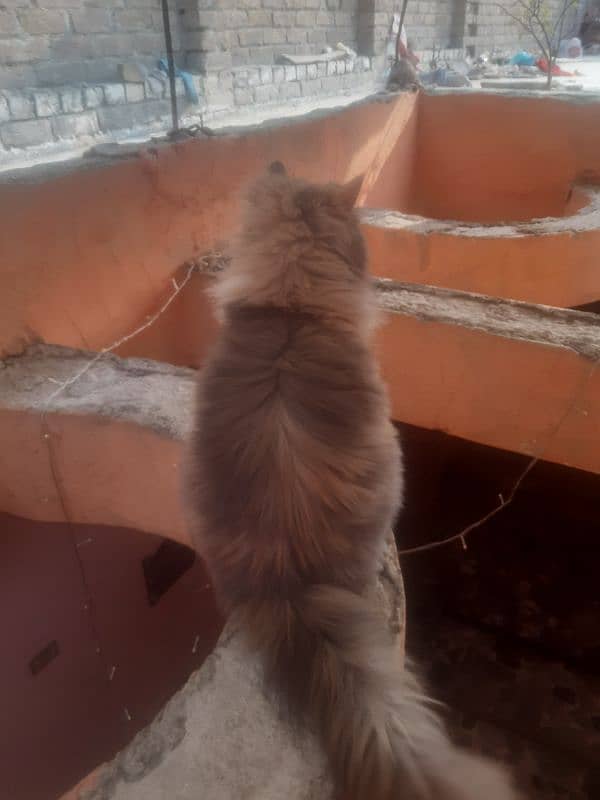 Persian cat for sell serious buyers contact me on WhatsApp 7