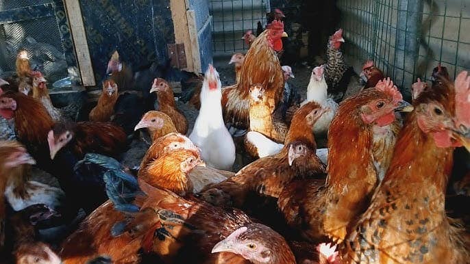 Golden Misri / Hens | eggs laying hens | Misri murghi | starter hens 2