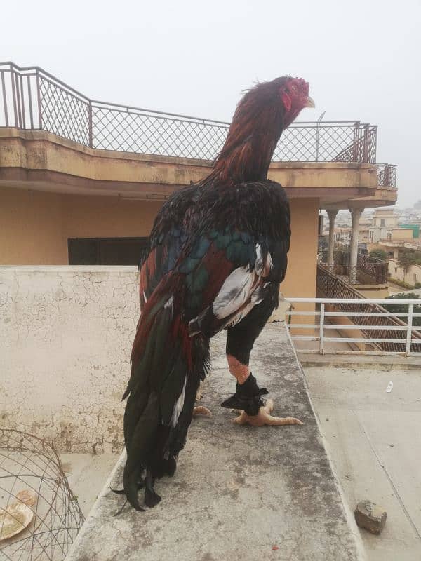 High Quality  Old Bloodline lakha one eye breeder for sale 03315669922 1