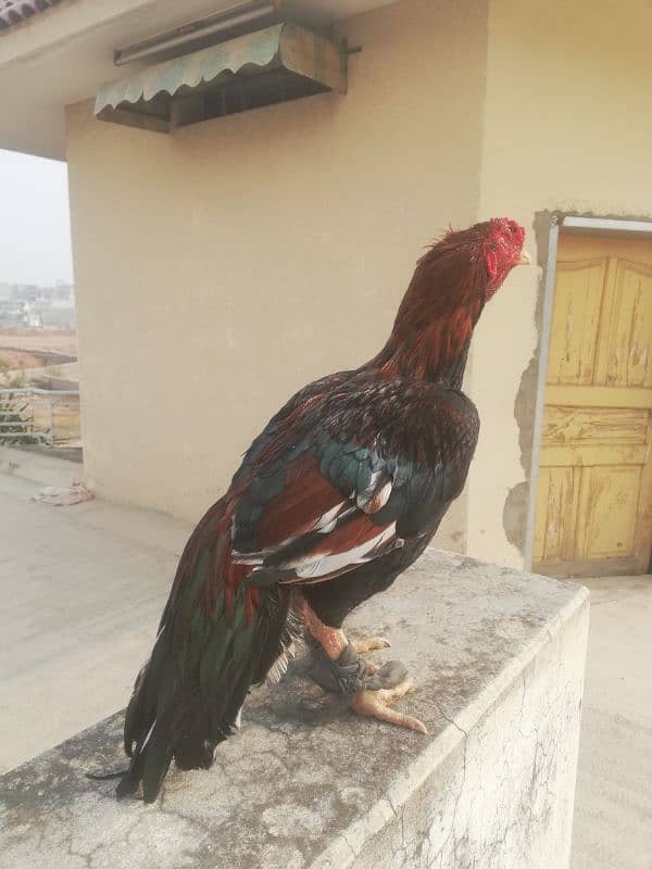 High Quality  Old Bloodline lakha one eye breeder for sale 03315669922 9