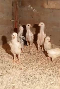 White Shamo Pair/Aseel Shamo chicks /king size/ pure /high quality hen