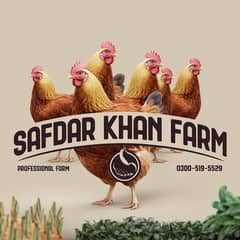 Golden Misri / Hens | eggs laying hens | Misri murghi | starter hens