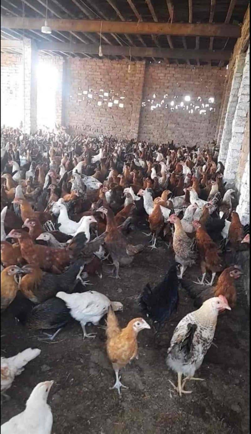 Golden Misri / Hens | eggs laying hens | Misri murghi | starter hens 6