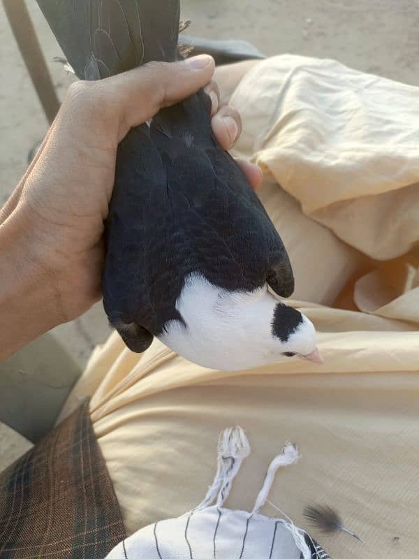 karbalai pigeon full jat black 1