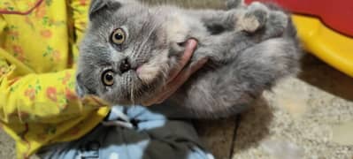 Scottish fold kittens