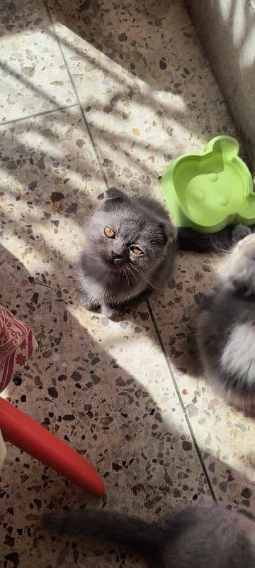 Scottish fold kittens 1