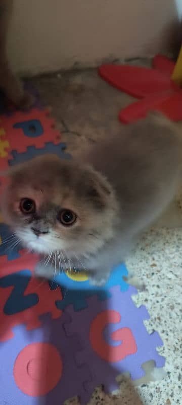 Scottish fold kittens 2