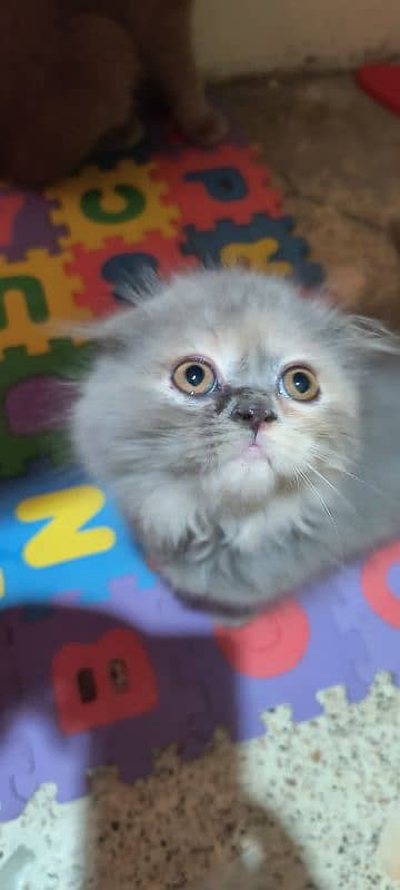 Scottish fold kittens 3