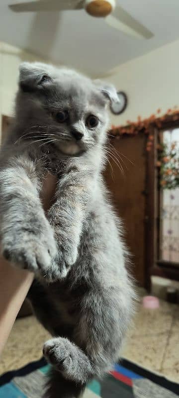 Scottish fold kittens 4