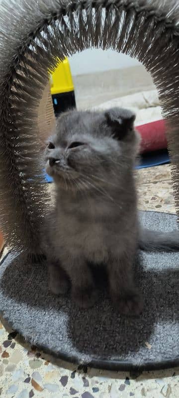 Scottish fold kittens 5