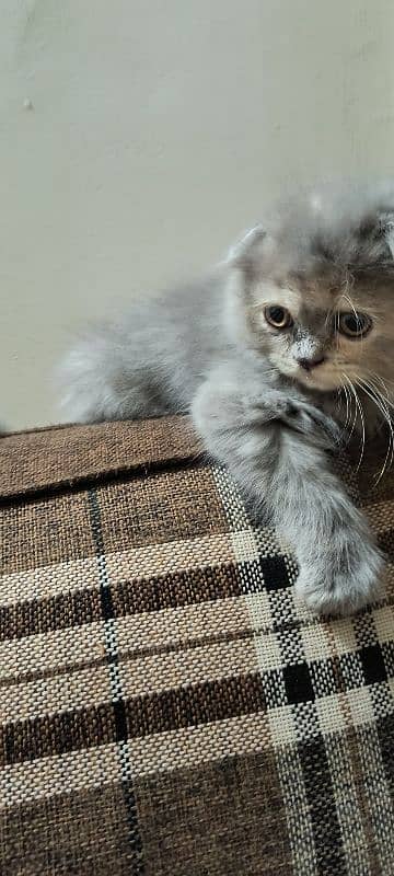 Scottish fold kittens 7