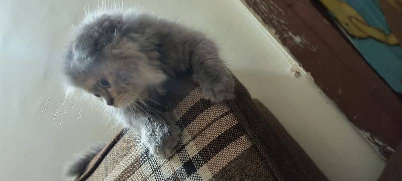 Scottish fold kittens 8