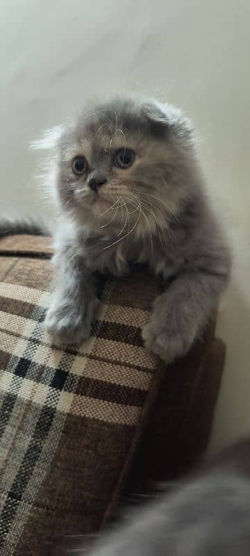 Scottish fold kittens 10