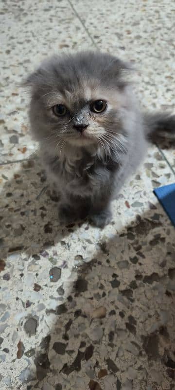 Scottish fold kittens 12