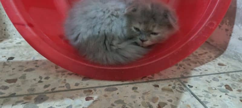 Scottish fold kittens 13