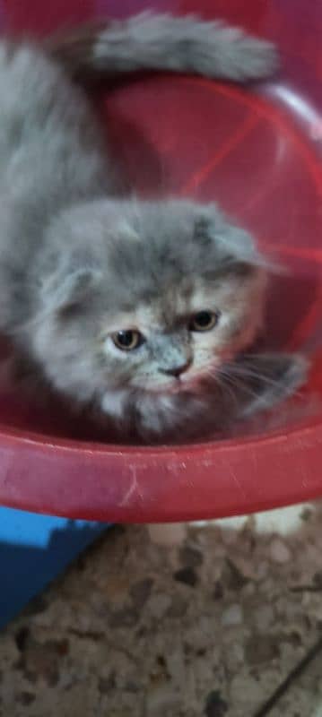 Scottish fold kittens 14